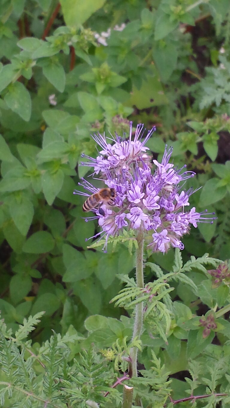 Antrag zu Biodiversität und Artenvielfalt erfolgreich